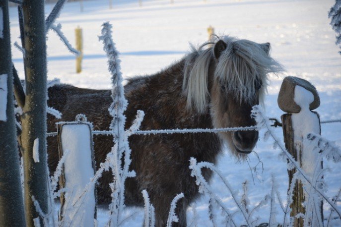 dsc_0054_687_458_90 (1)